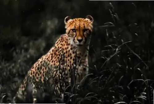 Hình nền báo tối giản thanh lịch, tập trung vào sự mạnh mẽ và duyên dáng của loài báo với thiết kế tối ưu.