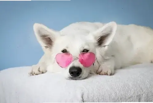 Hình nền chó alaska con lông xù đáng yêu, biến desktop thành không gian Bắc Cực đầy thú vị!