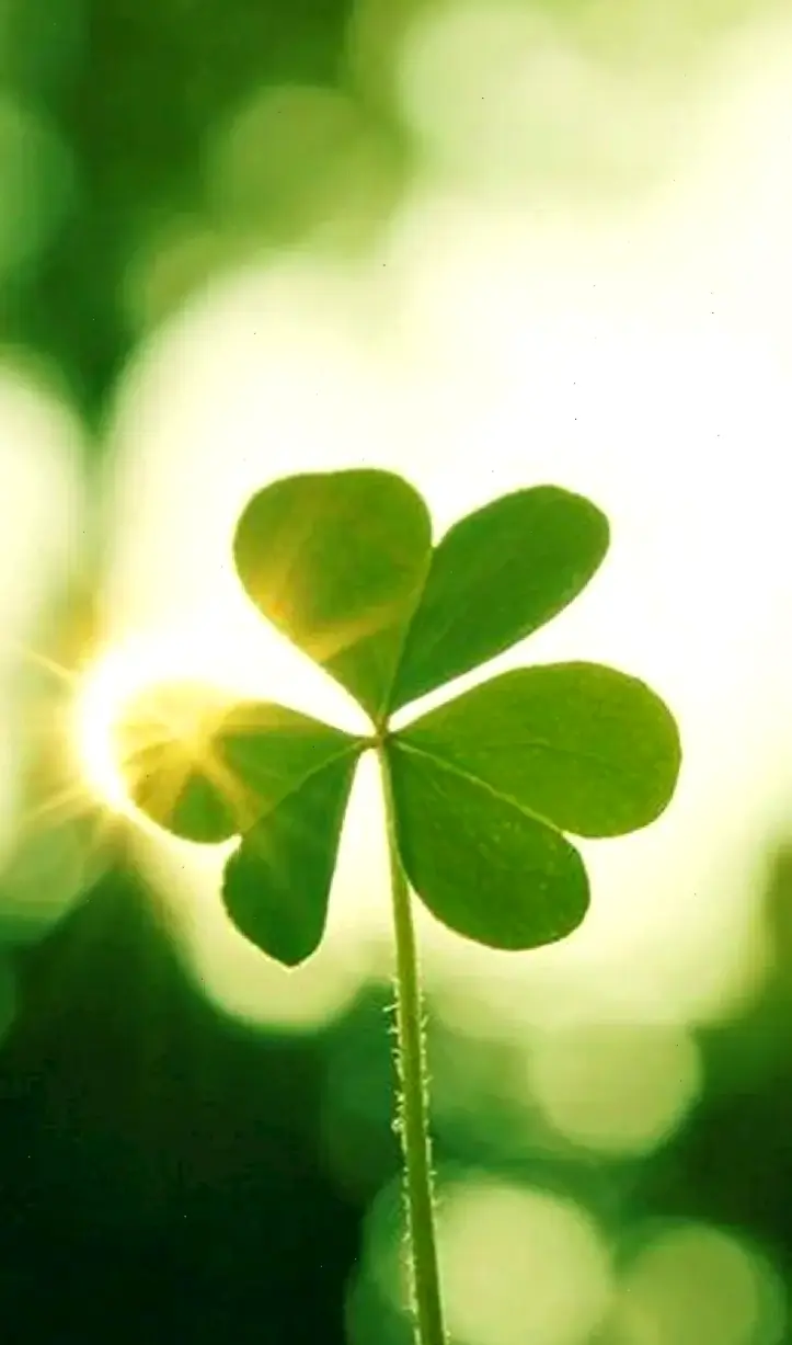 Hình nền cỏ 3 lá đầy màu sắc, giúp thiết bị trở nên sống động và tràn đầy sức sống.