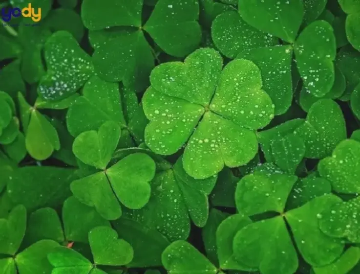 Hình nền cỏ ba lá đơn giản, mang thiên nhiên xanh mát và năng lượng tích cực đến mọi không gian.