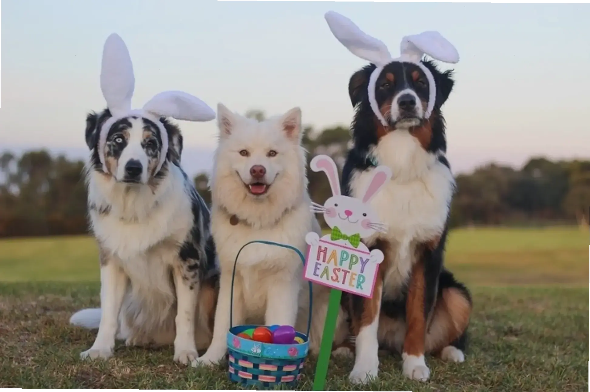 Hình nền con chó hoạt hình sinh động, thêm niềm vui và sự sáng tạo cho thiết bị di động!