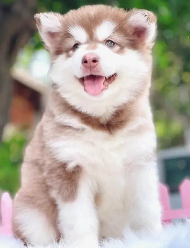 Hình nền con cọp mạnh mẽ hoang dã, biến thiết bị của bạn thành khu rừng đầy sức sống và năng lượng!