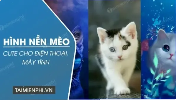 Hình nền con mèo dễ thương, mang lại năng lượng tích cực!