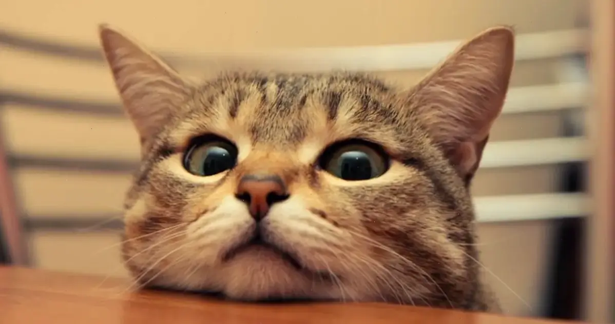 Hình nền con mèo ngộ nghĩnh, mang niềm vui đến mọi thiết bị!