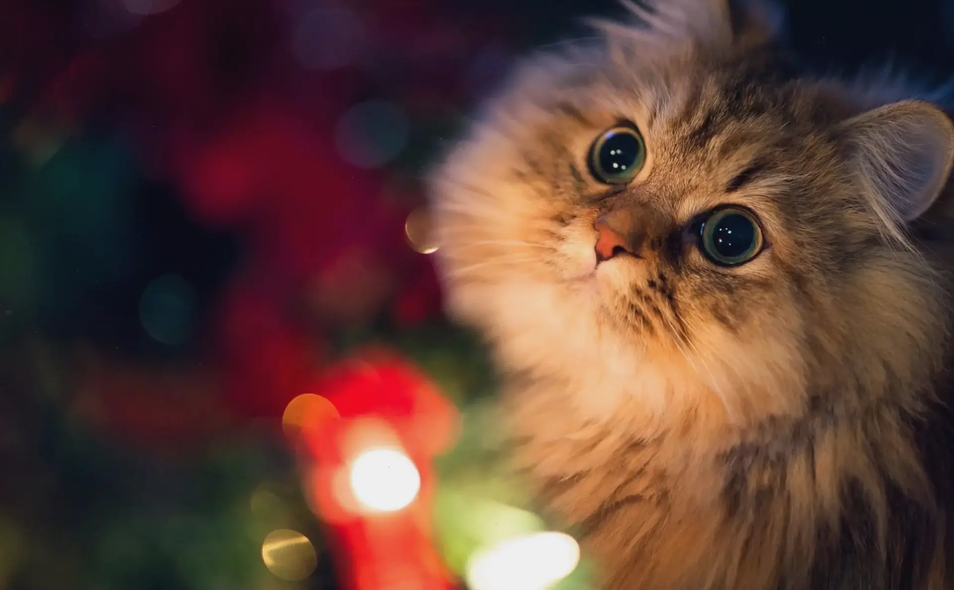 Hình nền điện thoại mèo cute, mang sự dễ thương đến từng góc màn hình, làm cho cuộc sống hàng ngày thêm phần rực rỡ!