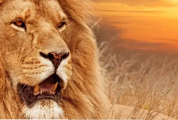 Hình nền động vật chất lượng 4K siêu nét, biến màn hình của bạn thành cửa sổ thiên nhiên tuyệt đẹp.