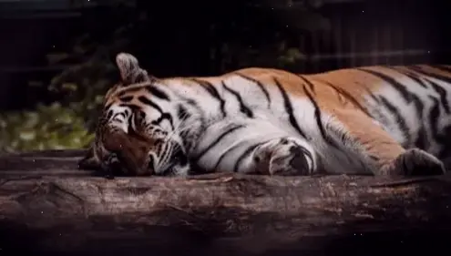 Hình nền động vật hoang dã đầy năng lượng, đặc biệt hổ Siberia, mang sức sống tự nhiên đến màn hình bạn.