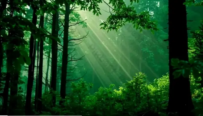 Hình nền động vật hoang dã trong rừng nhiệt đới, khám phá sự đa dạng sinh học và vẻ đẹp tự nhiên.