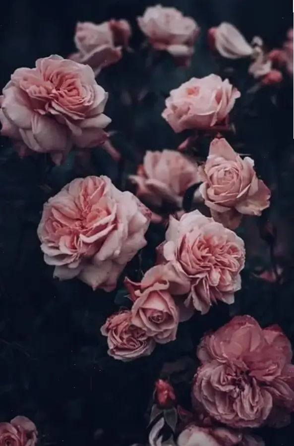 Hình nền full HD hoa mẫu đơn với chi tiết sắc nét, mang đến trải nghiệm hình ảnh sống động và chân thực nhất.