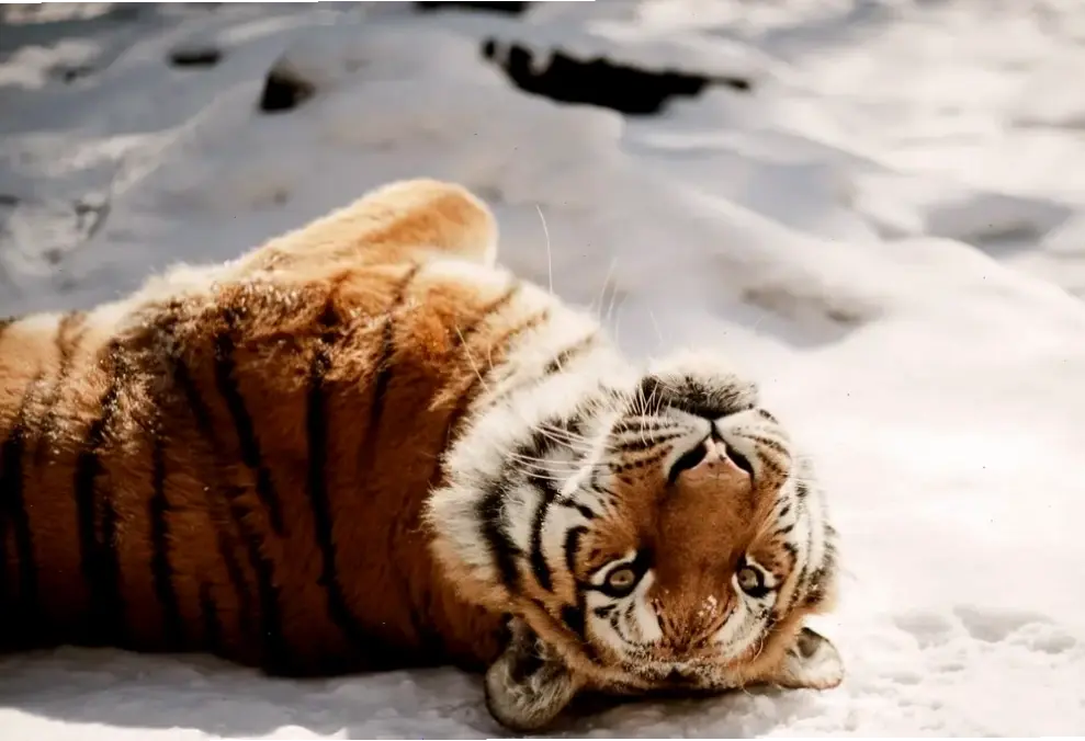 Hình nền hổ 4K chất lượng cao, sắc nét và ấn tượng, mang thiên nhiên hoang dã đến gần hơn với bạn.