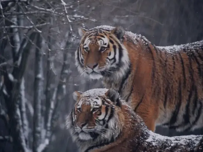 Hình nền hổ Siberia hùng vĩ, kết hợp sức mạnh và vẻ đẹp, biến không gian kỹ thuật số thành khu rừng hoang dã.