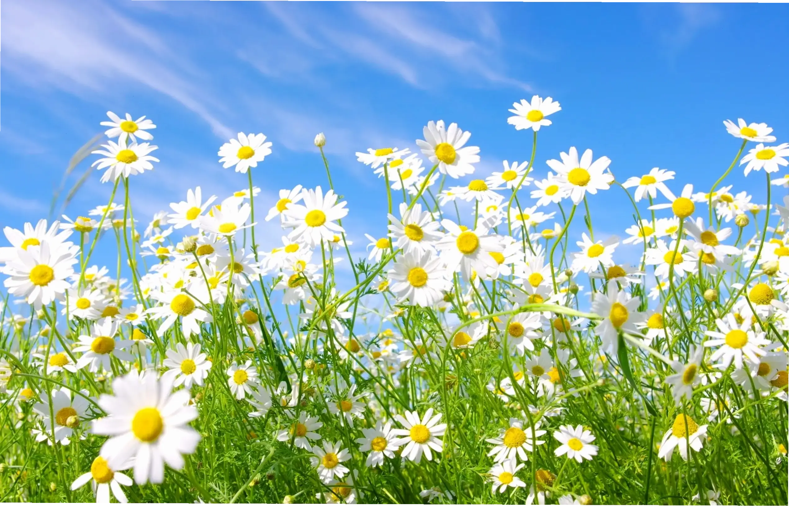 Hình nền hoa cúc đồng tiền đa dạng, tượng trưng cho may mắn và thịnh vượng trên thiết bị.