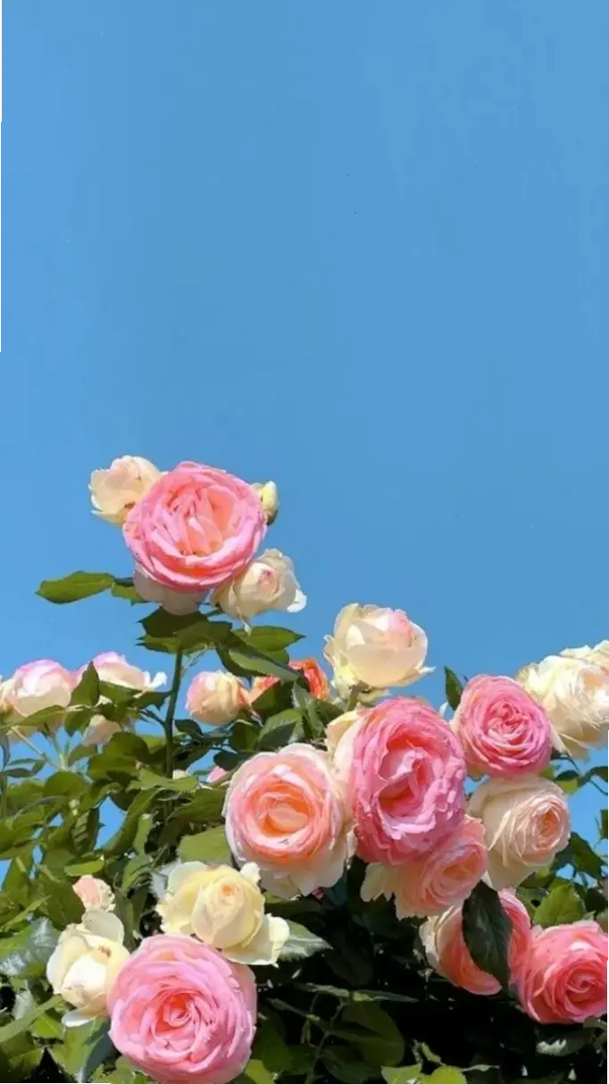 Hình nền hoa hồng đỏ rực rỡ, tượng trưng cho tình yêu nồng cháy, làm mới không gian điện thoại bạn.