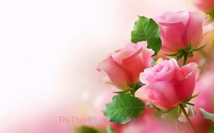 Hình nền hoa hồng tím bí ẩn, gợi lên lãng mạn và sức hút, biến màn hình thành bức tranh nghệ thuật.