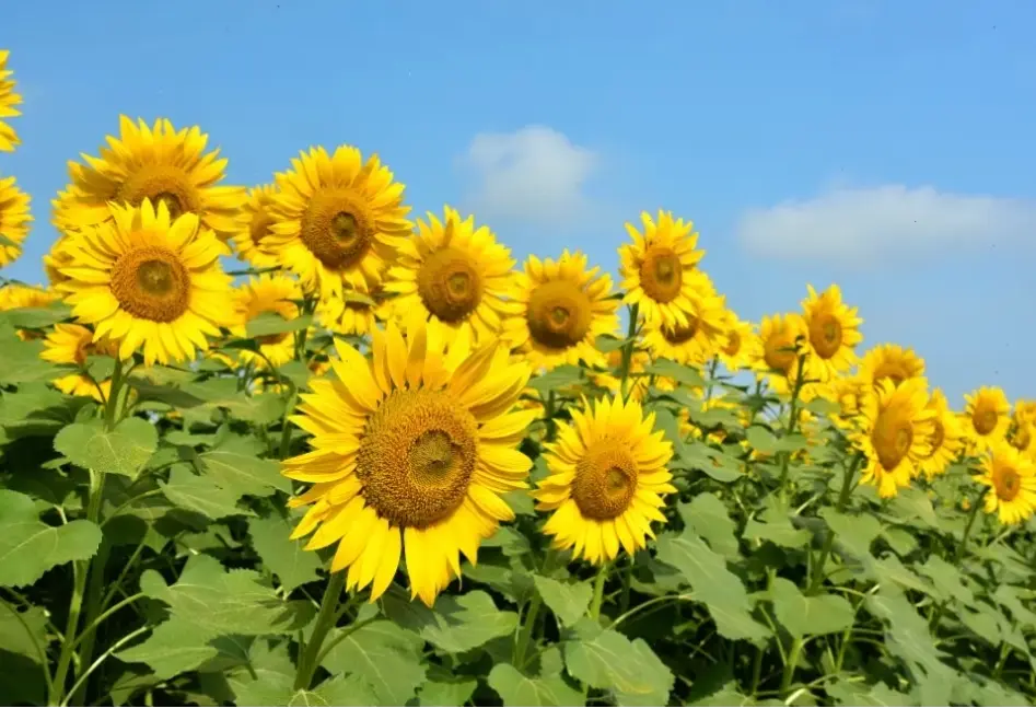 Hình nền hoa hướng dương đẹp dành riêng cho điện thoại, với hình ảnh sắc nét và màu sắc sống động, giúp màn hình của bạn trở nên ấn tượng hơn bao giờ hết. Đừng bỏ lỡ cơ hội làm mới thiết bị ngay hôm nay! #HìnhNềnHoaHướngDươngĐẹpChoĐiệnThoại