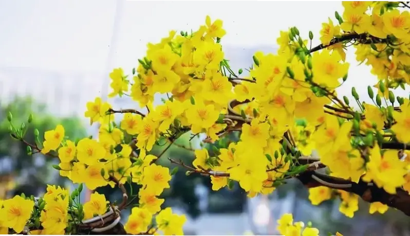 Hình nền hoa mai vàng tượng trưng cho sự may mắn và thịnh vượng, lý tưởng để đặt làm hình nền, giúp bạn cảm nhận năng lượng tích cực và vẻ đẹp mùa Tết rực rỡ!