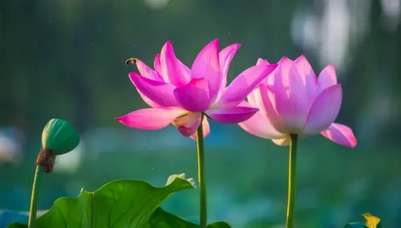Hình nền hoa sen cho điện thoại, kết hợp phong cách Phật giáo và 4K sắc nét, giúp màn hình của bạn luôn rạng rỡ với vẻ đẹp hoa sen tự nhiên.