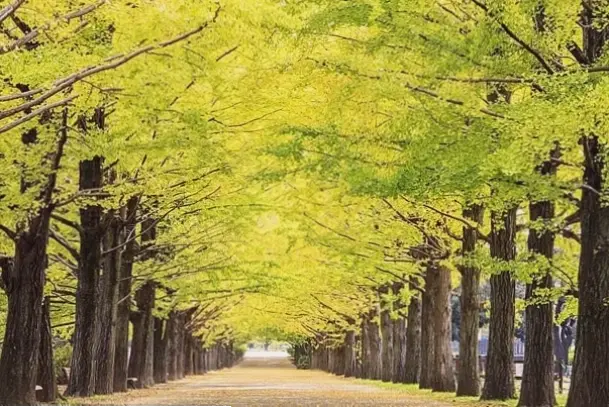 Hình nền lá vàng Alps thơ mộng, với sắc màu rực rỡ và khung cảnh thiên nhiên hùng vĩ, lý tưởng để làm mới màn hình của bạn.