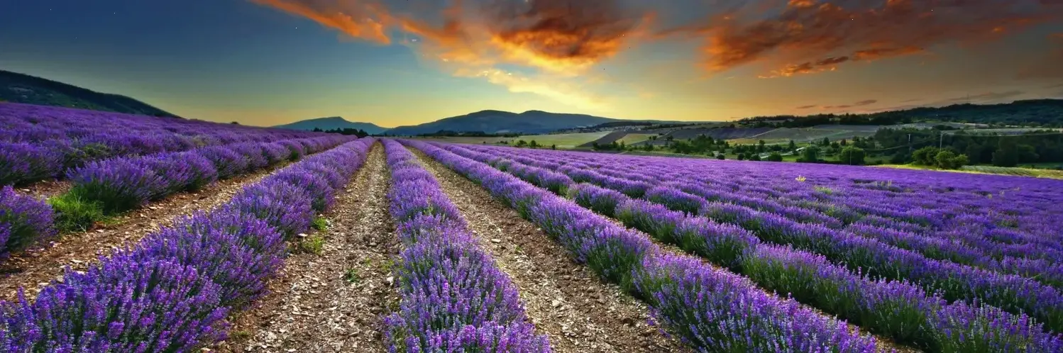 Hình nền lavender lung linh dưới ánh sao đêm, kết hợp vẻ đẹp tự nhiên với sự huyền bí của bóng tối.