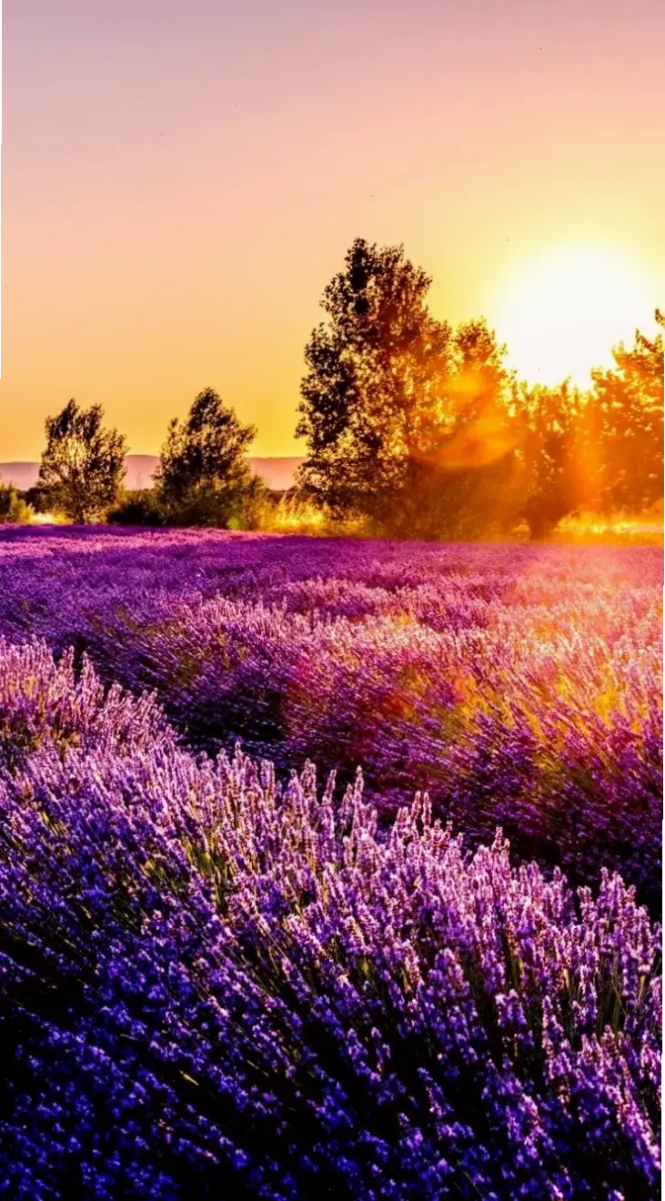 Hình nền lavender thơ mộng, gợi lên giấc mơ lãng mạn với cánh đồng tím bát ngát và bầu trời xanh dịu dàng.