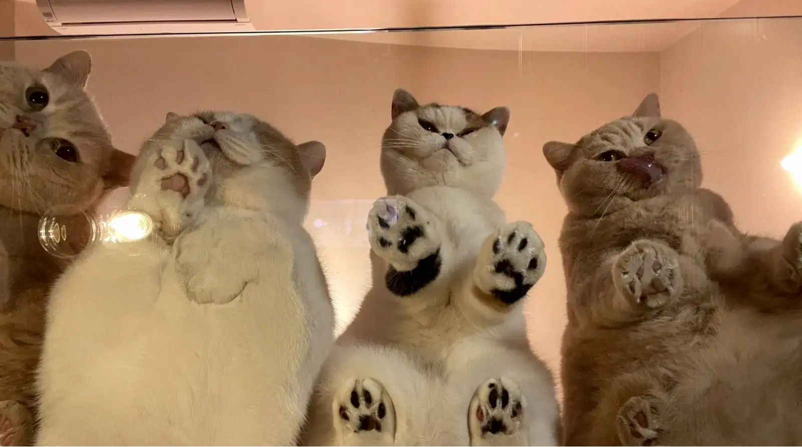 Hình nền mèo 4K chất lượng cao, hình ảnh sống động!