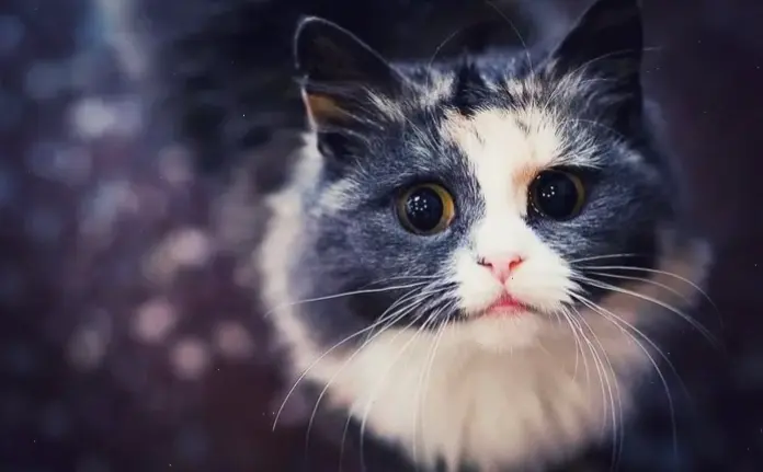 Hình nền mèo anime phong cách, cho fan yêu thích!