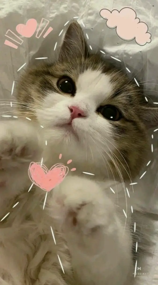Hình nền mèo béo dễ thương, biến điện thoại thành khu vực vui nhộn với hình ảnh mèo tròn trịa và hài hước!