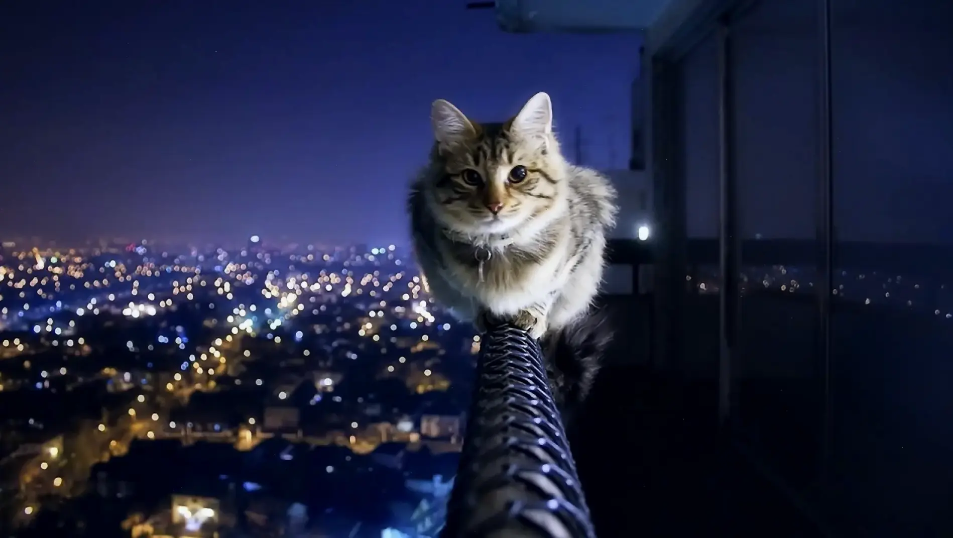 Hình nền mèo béo dễ thương, hài hước và đáng yêu!