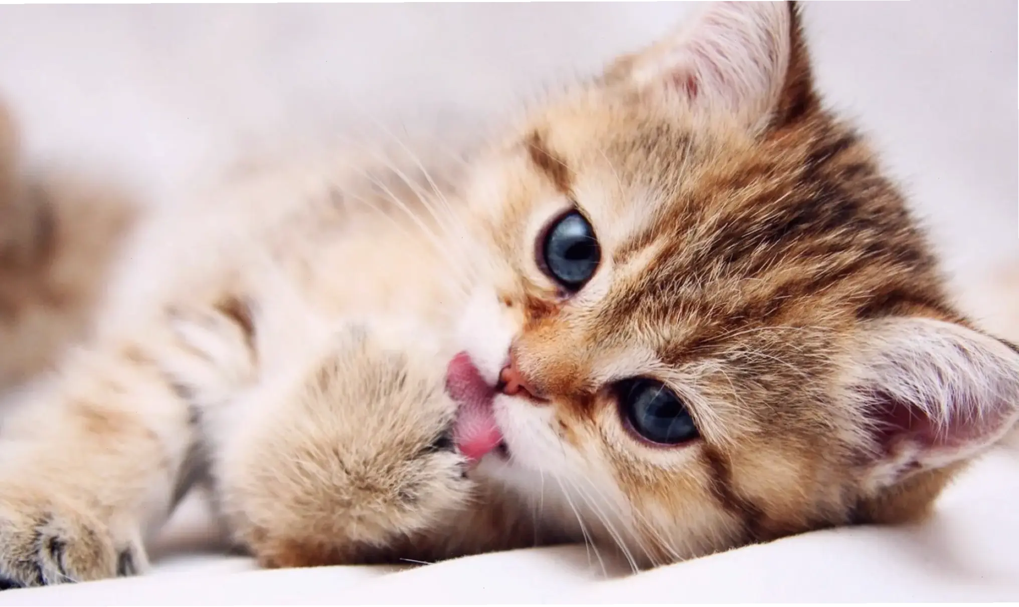 Hình nền mèo chibi dễ thương, thêm nét độc đáo cho màn hình!