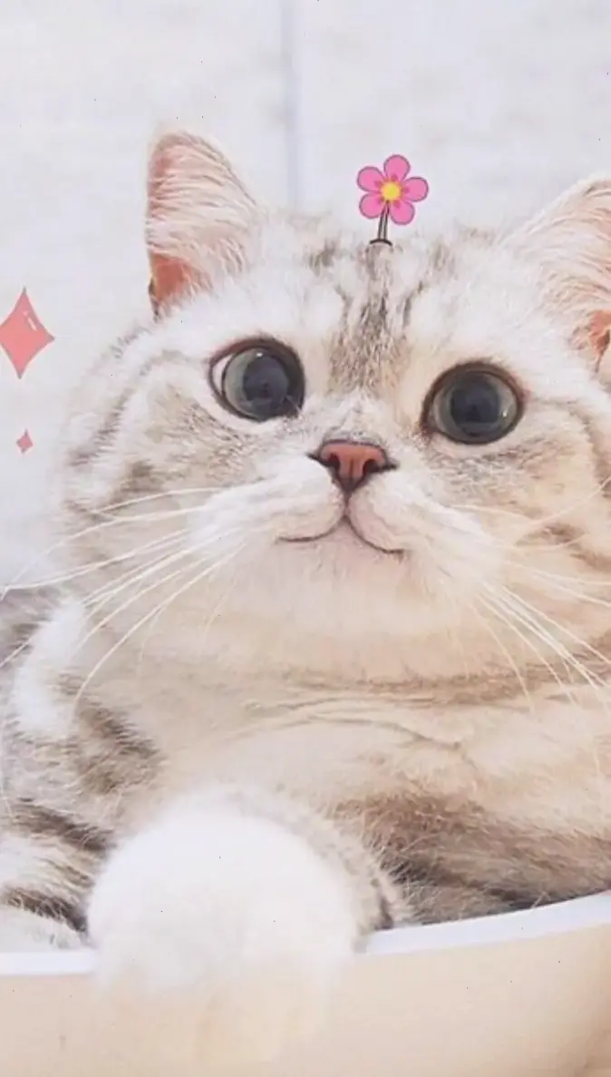 Hình nền mèo con dễ thương, ngộ nghĩnh và đầy năng lượng, lý tưởng để làm mới màn hình của bạn.