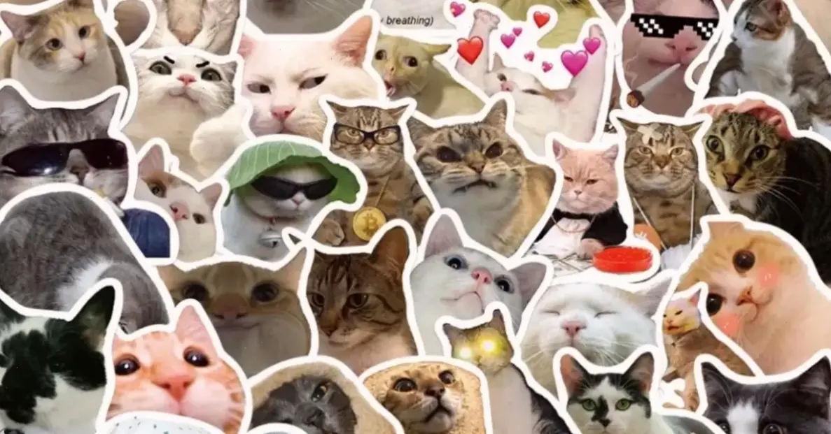 Hình nền mèo cute cho laptop, làm việc vui vẻ hơn!