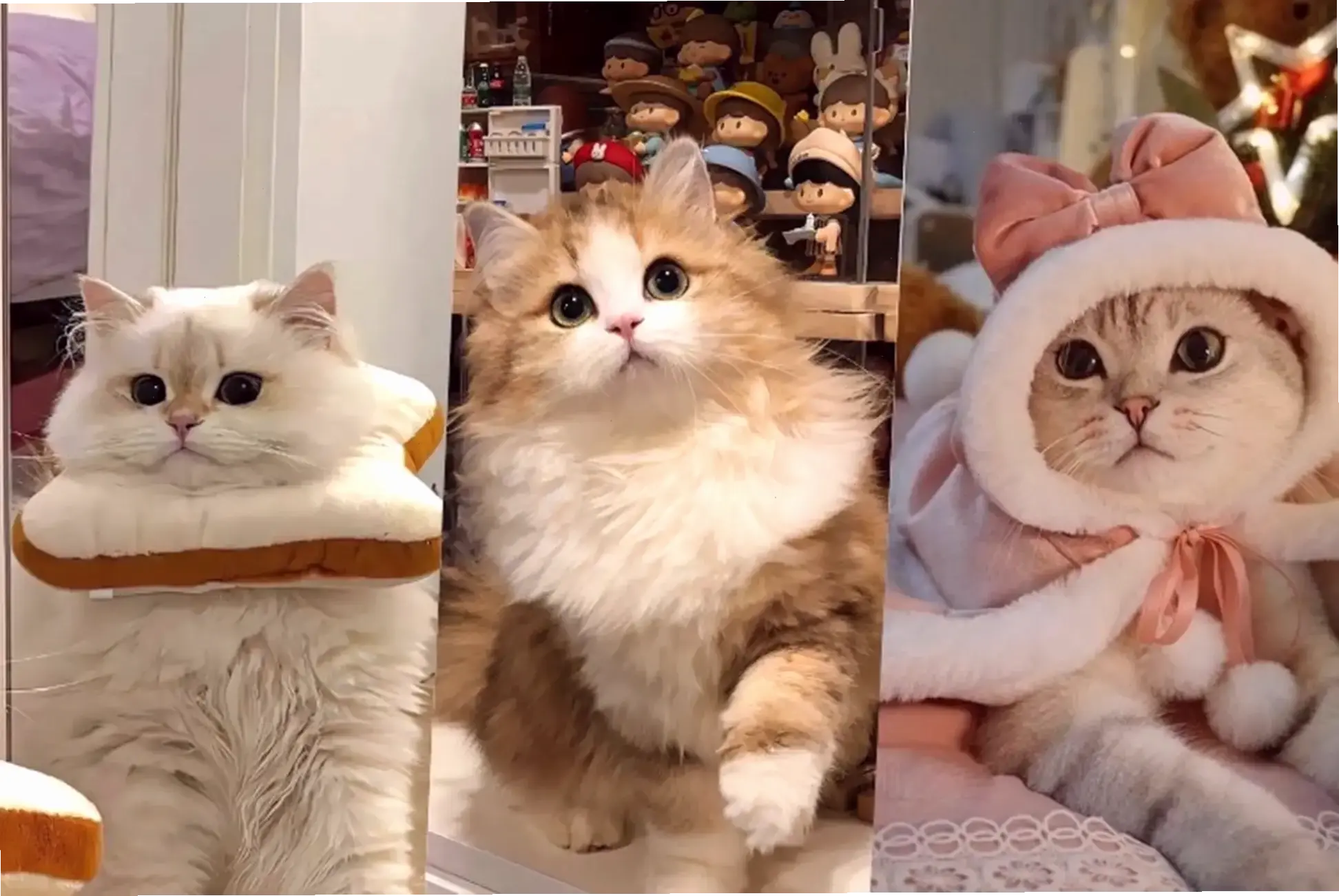 Hình nền mèo cute dành riêng cho máy tính, cực kỳ hấp dẫn!