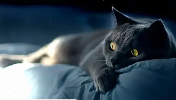 Hình nền mèo dễ thương khiến bạn mỉm cười mỗi khi mở máy!