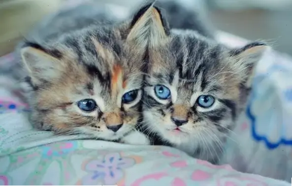 Hình nền mèo đẹp mê ly, nâng tầm thẩm mỹ màn hình!