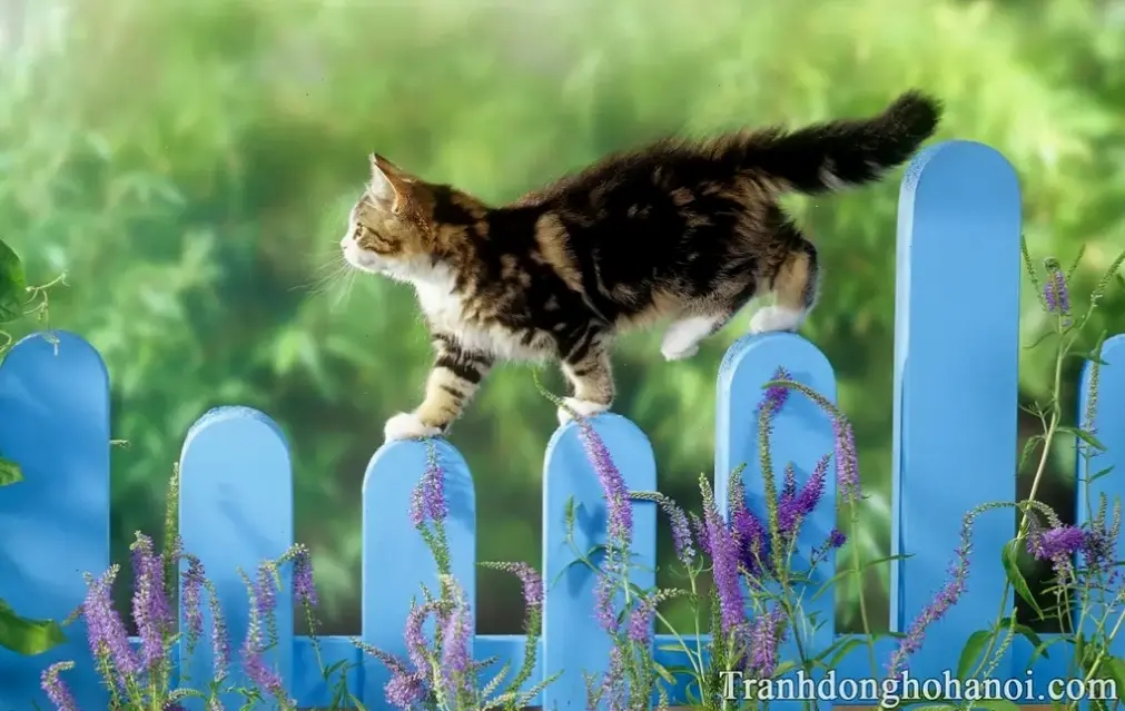 Hình nền mèo thần tài mang lại may mắn và tài lộc cho bạn!