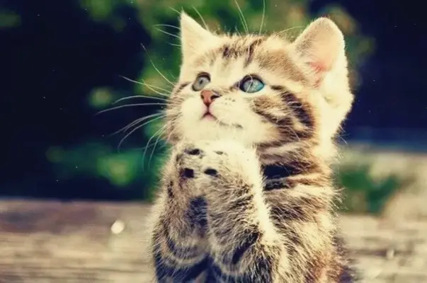 Hình nền mèo thần tài, thu hút tài lộc và vận may!