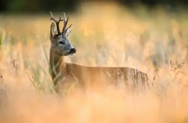 Hình nền nai Canada hùng vĩ, tái hiện cảnh quan Bắc Mỹ ấn tượng và đầy mê hoặc.