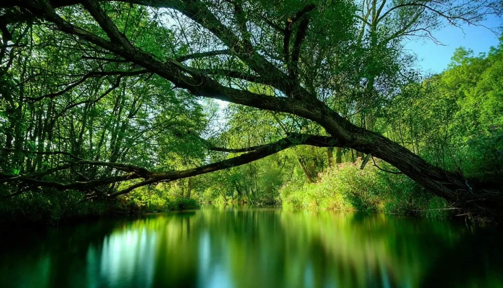 Hình nền nghệ thuật lấy cảm hứng từ Amazon, kết hợp thiên nhiên và sáng tạo độc đáo.