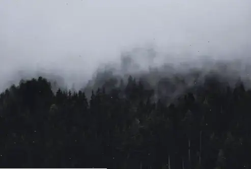 Hình nền rừng chất lượng 4K, mang vẻ đẹp thiên nhiên chân thực và sống động đến màn hình của bạn.