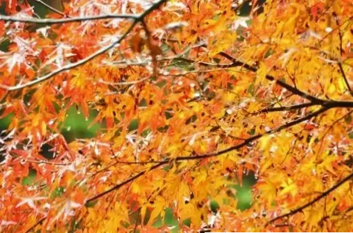 Hình nền rừng mùa thu đa sắc màu, giúp bạn cảm nhận sự yên bình và gần gũi với thiên nhiên tươi đẹp.