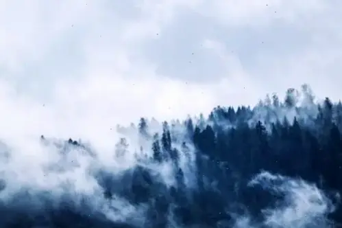 Hình nền rừng xanh tươi mát, lý tưởng để làm mới màn hình, mang hơi thở thiên nhiên sống động vào không gian hàng ngày.