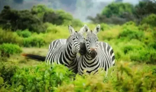 Hình nền voi châu Phi khổng lồ, tượng trưng cho sức mạnh và trí tuệ, mang vẻ đẹp thiên nhiên vào thiết bị của bạn.