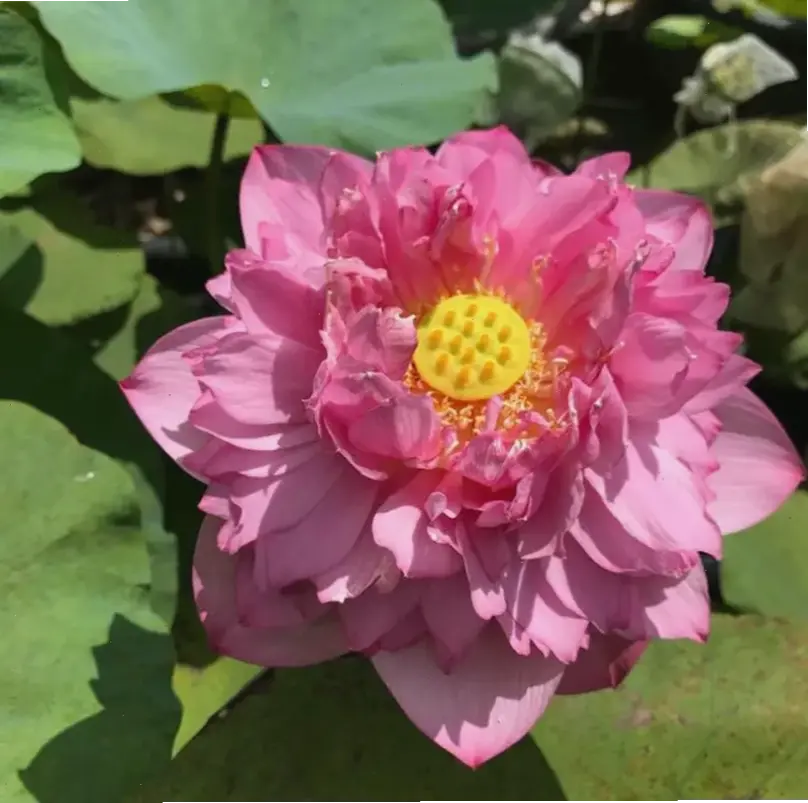 Hình xăm hoa sen đại diện sức mạnh tái sinh, vẻ đẹp nghệ thuật trên da, truyền thống văn hóa.