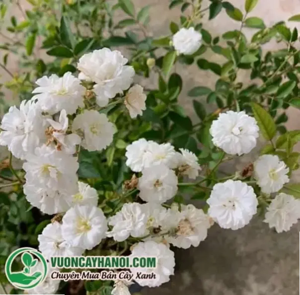 Hoa bạch trà bó hoa là món quà ý nghĩa, thể hiện sự quan tâm ấm áp và tinh tế dành cho người thân.