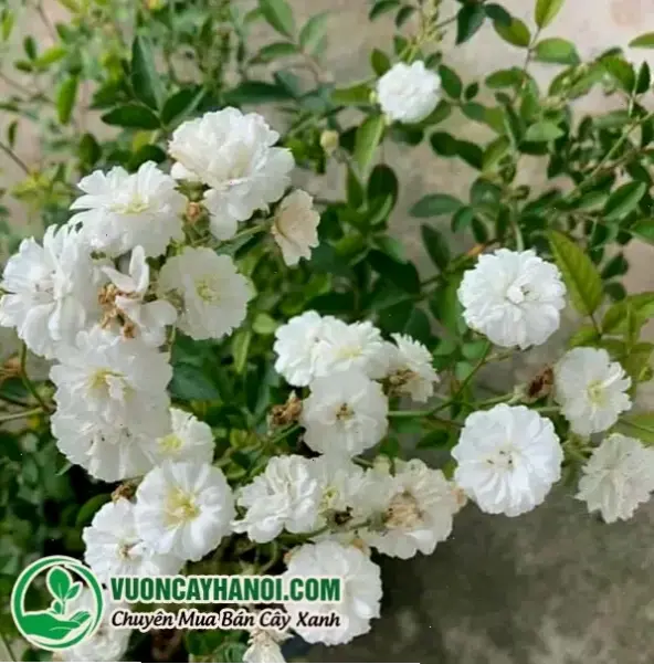 Hoa bạch trà vườn đẹp tạo nên cảnh quan thiên nhiên rực rỡ, đầy màu sắc và sự hài hòa.