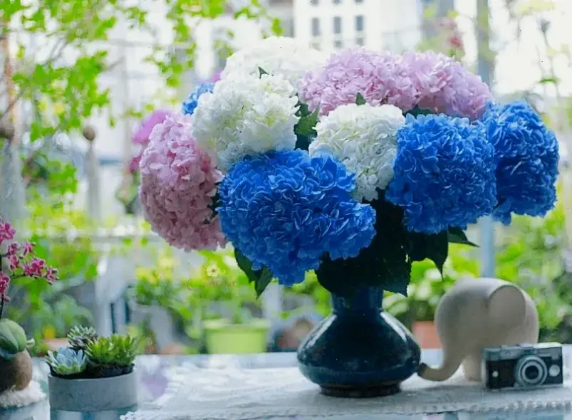 Hoa cẩm tú cầu cắm bình đơn giản, biến góc nhà bạn thành khu vườn xinh đẹp và tươi mới.