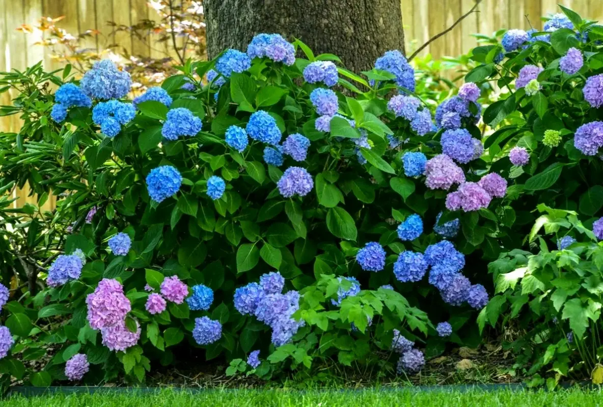 Hoa cẩm tú cầu cắm bình, mang hương sắc thiên nhiên vào không gian sống của bạn một cách tinh tế và tươi mát.