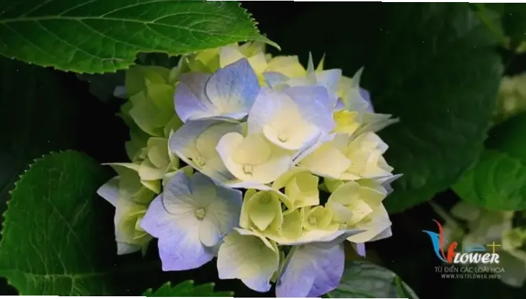 Hoa cẩm tú cầu cho tiệc cưới, thêm nét sang trọng và lãng mạn, làm nổi bật ngày vui của bạn.