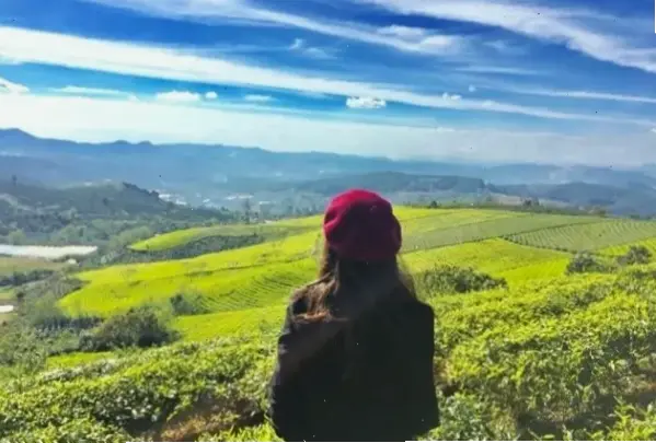 Hoa cẩm tú cầu Đà Lạt nở rộ, kết hợp hài hòa với vẻ đẹp đồng quê.