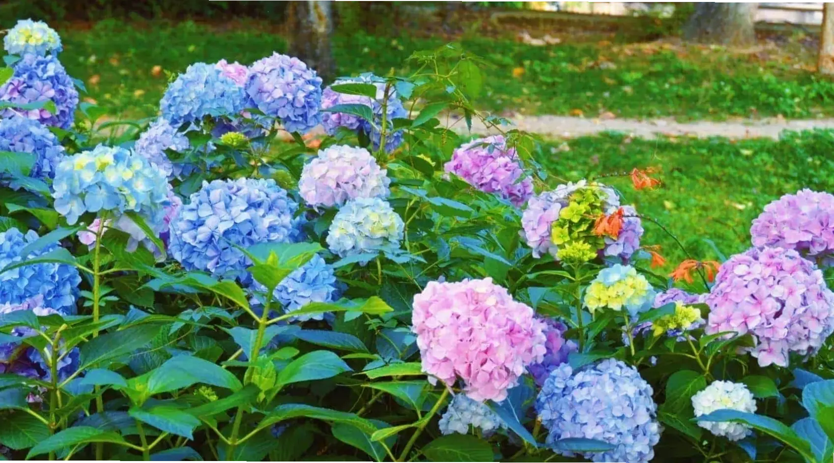 Hoa cẩm tú cầu Đà Lạt tinh khiết, bó hoa từ vùng sương mù, mang hương vị thiên nhiên thuần túy và tươi mới.